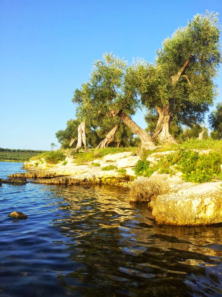 lago di Varano lago di Varano acqua ulivi