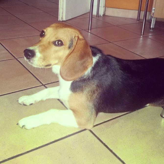 10564596_10204152405798421_340651893_n