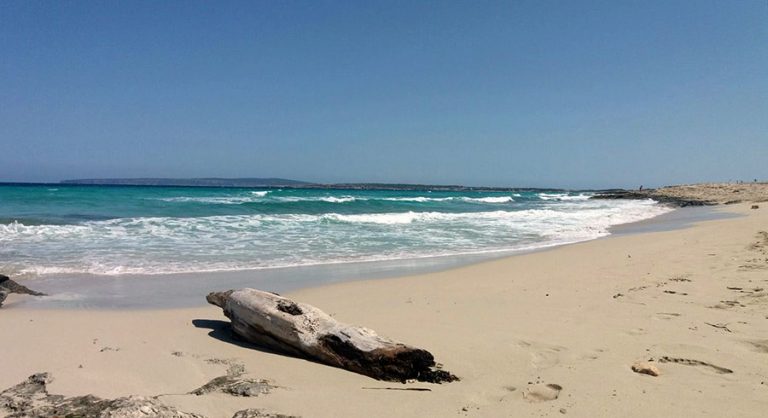 Ses Illetes Formentera mare cristallino blu estate spiaggia isola tronco deserta